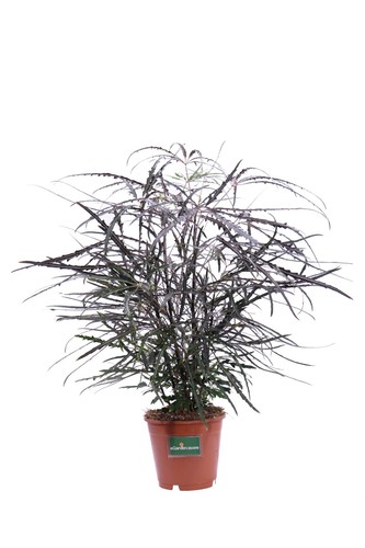 Pianta vera aralia o - vera,