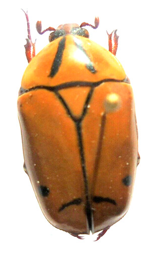 Pachnoda elegantissima m a2 - ,