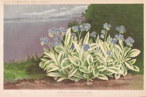 Myosotis elegantissima flowers - myosotis,