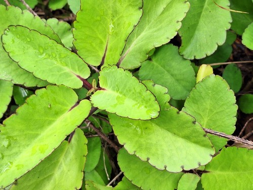 150 foglie essiccate kalanchoe - 150,