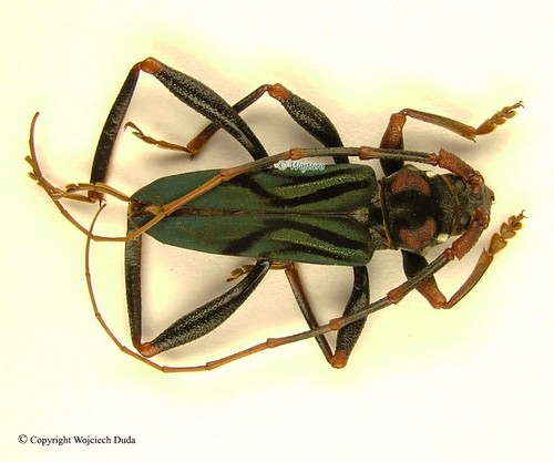 Compsomera elegantissima ssp - ,