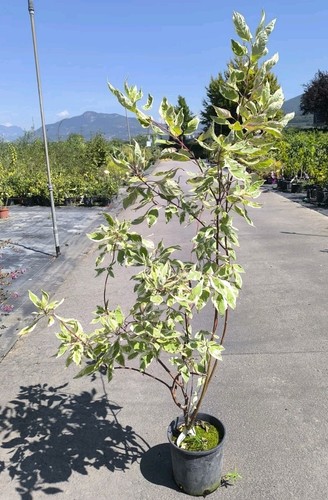 Corniolo cornus alba - corniolo,