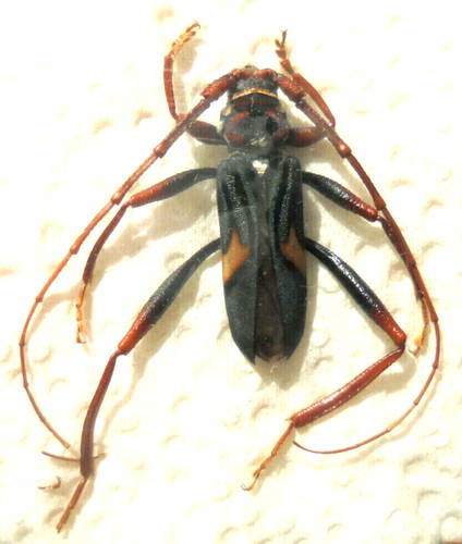Compsomera elegantissima m - ,