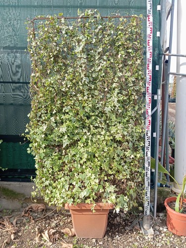 Hedera elegantissima spalliera - elegantissima,
