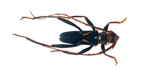 Coleoptera cerambycidae - coleoptera,,