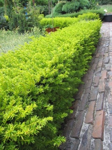 Taxus baccata elegantissima - elegantissima,