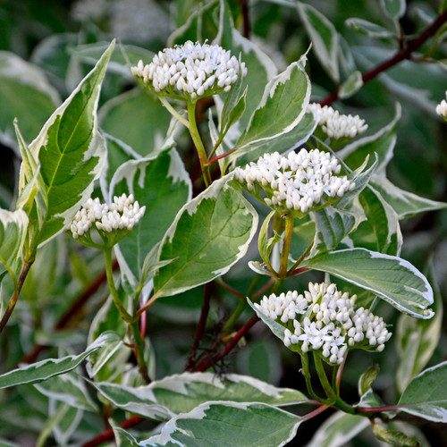 Cornus alba elegantissima in - cornus,