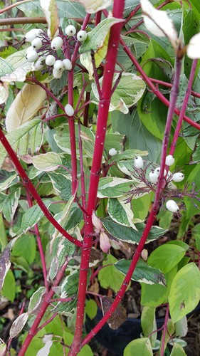 Cornus alba elegantissima - cornus, /