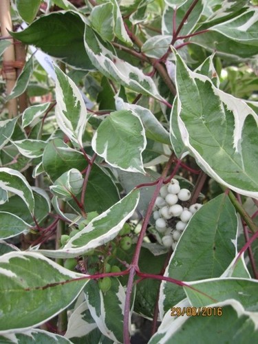 Cornus alba elegantissima - cornus,